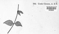 Pucciniastrum circaeae image